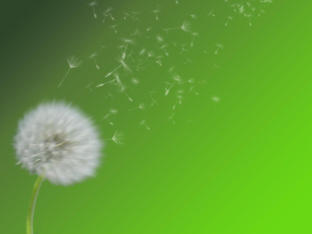 background_dandeliion