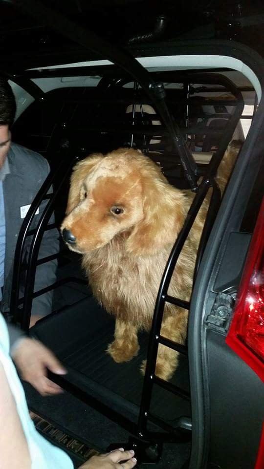 11657284_10153006583768100_665083665_n