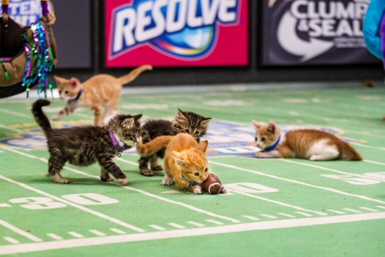 Kitten Bowl III Returns: Adorable Football Fun!
