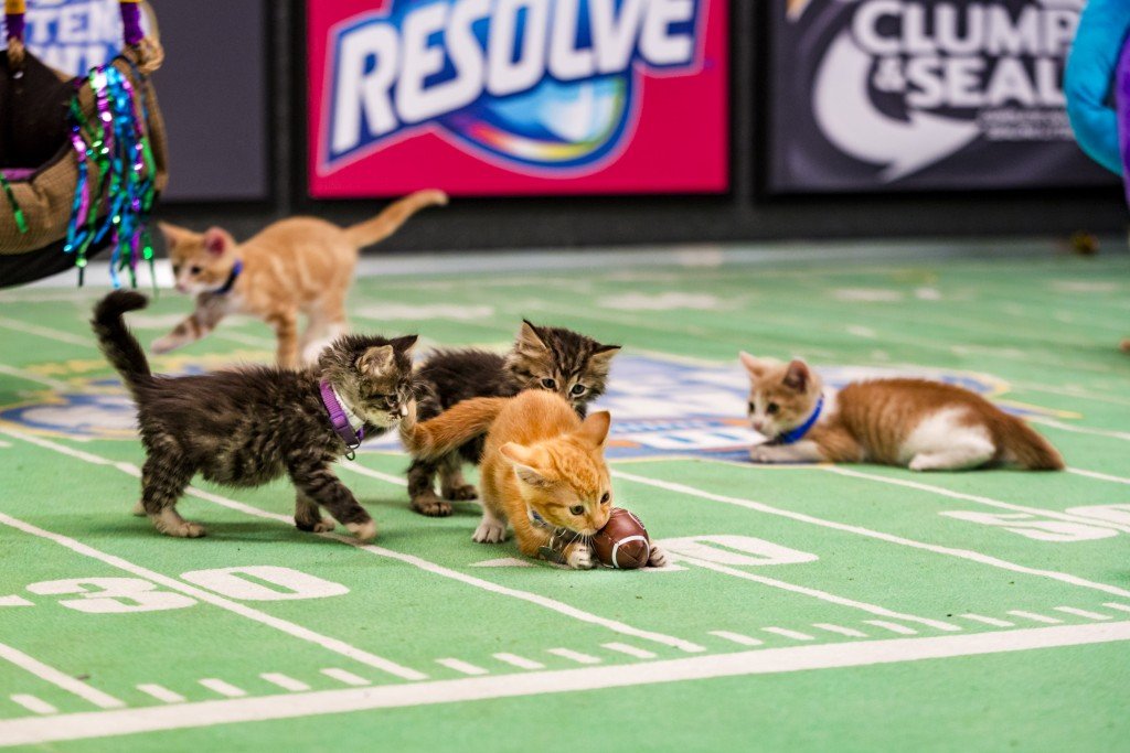 The 'Kitten Bowl' features adorable kittens in a playful competition, organized with North Shore Animal League America, the leading no-kill shelter and adoption organization in the country, as well as Last Hope Animal Rescue and Rehabilitation. The event is hosted by Beth Stern, a prominent TV personality and spokesperson for North Shore Animal League America, alongside notable figures like John Sterling, the famous voice of the New York Yankees, and established sports commentator Mary Carillo, who serves as the play-by-play announcer. Boomer Esiason steps in as Commissioner for the Feline Football League (FFL). Photo: Credit: Copyright 2015 Crown Media United States, LLC/Photographer: Marc Lemoine