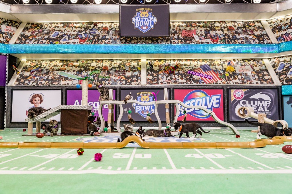 The 'Kitten Bowl' features adorable kittens in a playful competition, organized with North Shore Animal League America, the leading no-kill shelter and adoption organization in the country, as well as Last Hope Animal Rescue and Rehabilitation. The event is hosted by Beth Stern, a prominent TV personality and spokesperson for North Shore Animal League America, alongside notable figures like John Sterling, the famous voice of the New York Yankees, and established sports commentator Mary Carillo, who serves as the play-by-play announcer. Boomer Esiason steps in as Commissioner for the Feline Football League (FFL). Photo: Credit: Copyright 2015 Crown Media United States, LLC/Photographer: Marc Lemoine