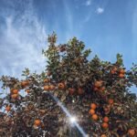 Selecting the Best Fruits for Your Region