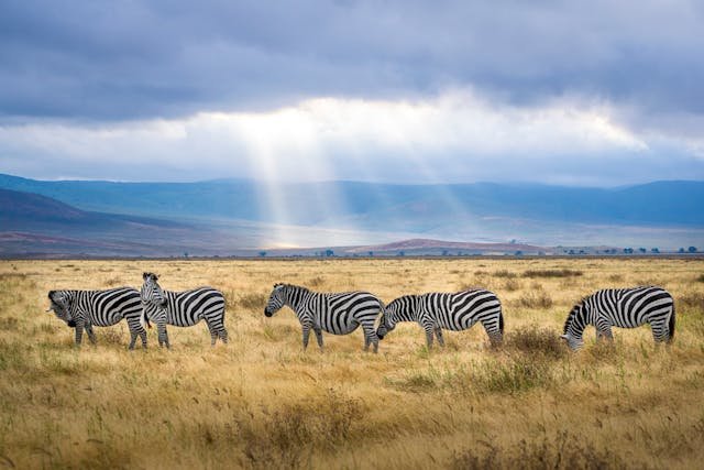 Top Wildlife